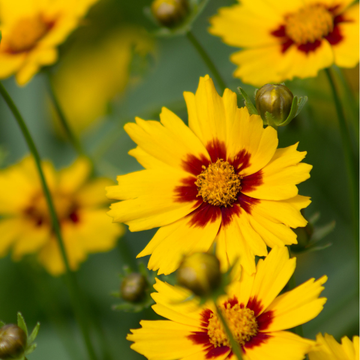 Coreopsis jaune coeur pourpre - Coreopsis grandiflora 'Sunfire'
