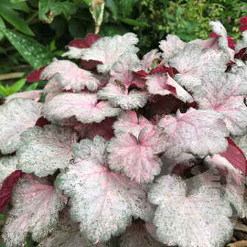 Heuchère Pinky Panky - Heuchera Pinky Panky