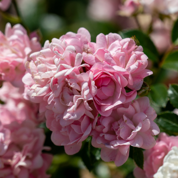 Rosier à massif 'The Fairy' - Rosa polyantha 'The Fairy'