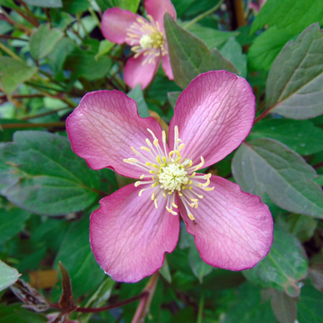 Clématite des montagnes 'Van Gogh' - Clematis montana 'Van Gogh'