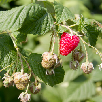 Framboisier 'Autumn Bliss' - Rubus idaeus 'Autumn Bliss'
