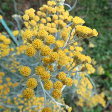 Immortelle d'Italie jaune - Helichrysum italicum serotinum