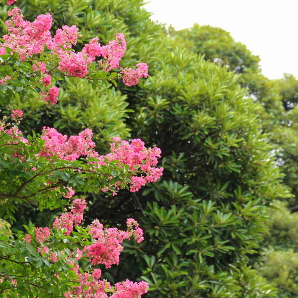 Lilas des Indes indica Fuchsia d'été® 'Indyfus' - Lagerstroemia indica 'Fuchia d'Eté'