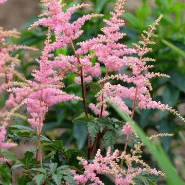 Astilbe Younique® Rouge - Astilbe Younique® Ruby Red