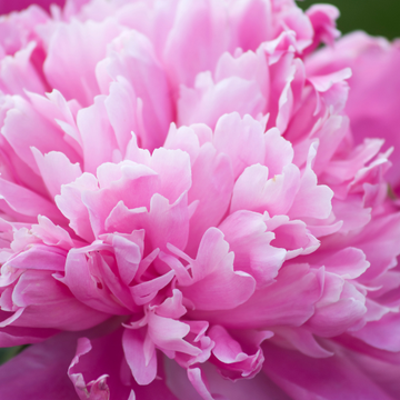 Pivoine Lactiflora Jacorma - Paeonia x lactiflora Jacorma