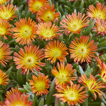 Pourpier Vivace Rouge Vif Coeur Jaune - Delosperma WoW fire wonder ®