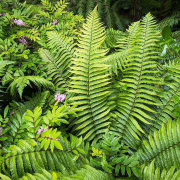 Fougère à écailles dorées - Dryopteris wallichiana
