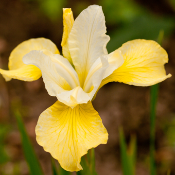 Iris des jardins jaune et blanc - Iris germanica jaune et blanc