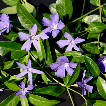Pervenche Bleue à petites feuilles - Vinca Minor Blue