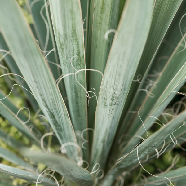 Yucca Filamentosa