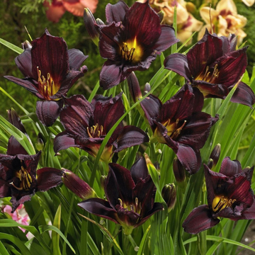 Hemerocallis Black Emanuelle
