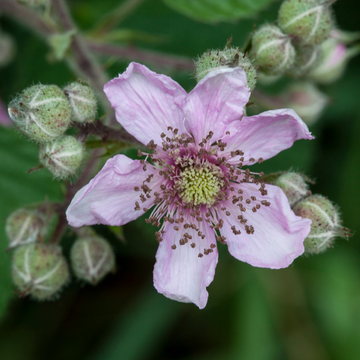 Mûre 'Dirksen' - Rubus fruticosus 'Dirksen'