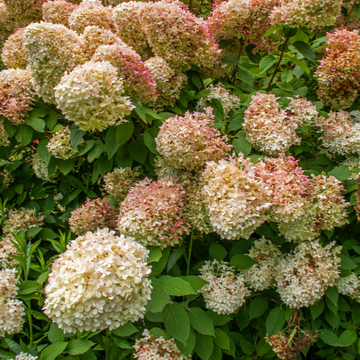 Hortensia Paniculata 'Graffiti' - Hydrangea Paniculata 'Graffiti'