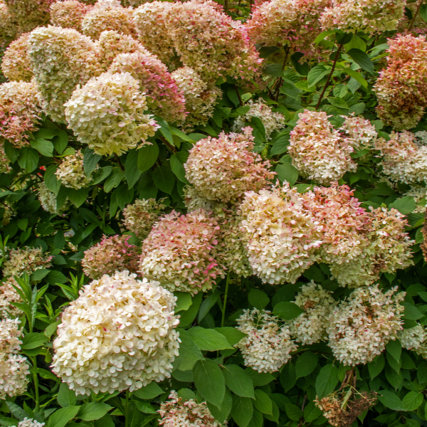 Hortensia Paniculata 'Graffiti' - Hydrangea Paniculata 'Graffiti'