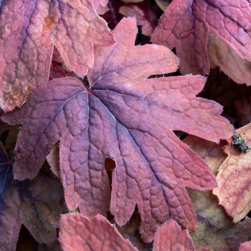 Heucherella 'Red Rover' - Heucherella -x 'Red Rover'