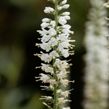 Véronique 'White Jolanda' - Veronica 'White Jolanda'