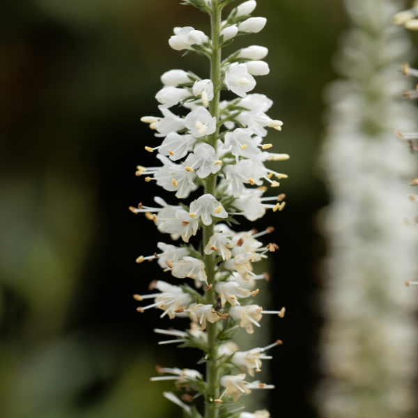Véronique 'White Jolanda' - Veronica 'White Jolanda'