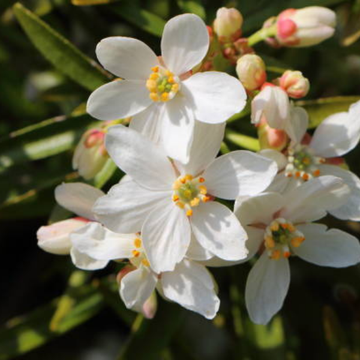 Oranger du Mexique Scented Gem® - Choisya ternata Scented Gem