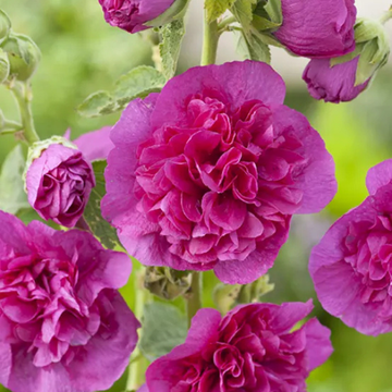 Rose trémière 'Pleniflora - violet ' - Alcea rosea 'Pleniflora -violet'