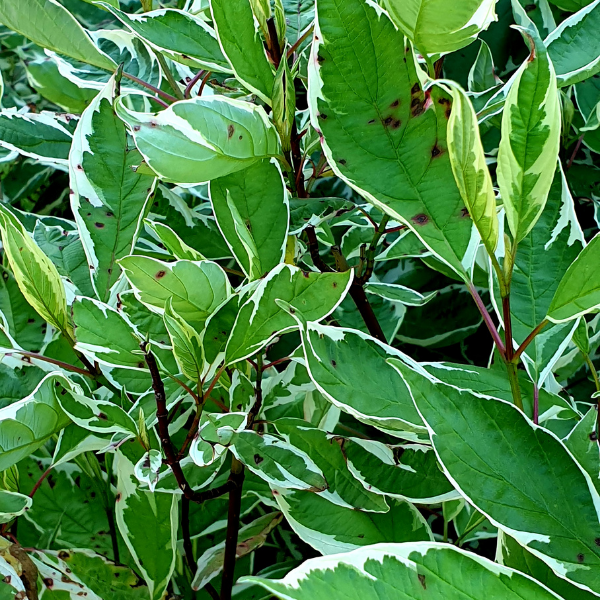 Cornus Stolonifera White And Gold