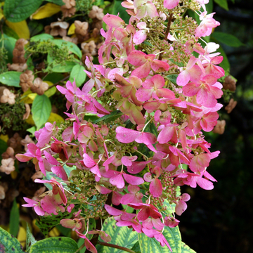 Hortensia Hydrangea Paniculata 'Magical Vesuvio' - Hydrangea Paniculata 'Magical Vesuvio'