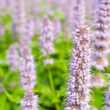 Agastache 'Blue Fortune' - Agastache 'Blue Fortune'