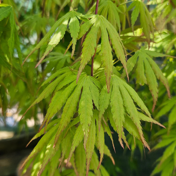 Erable du Japon 'Cascade Emerald' - Acer palmatum 'Cascade Emerald'