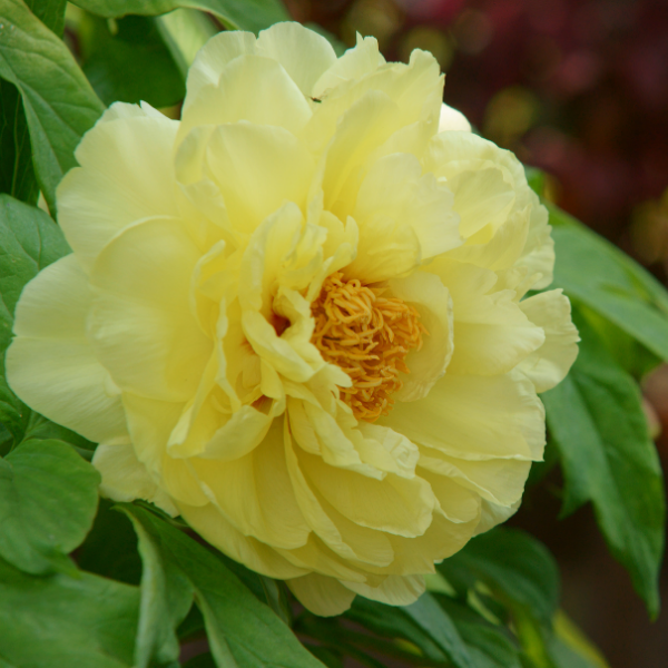 Pivoine arbustive Jaune -  Paeonia suffruticosa Jaune