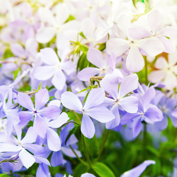 Phlox divaricata Clouds of Perfume