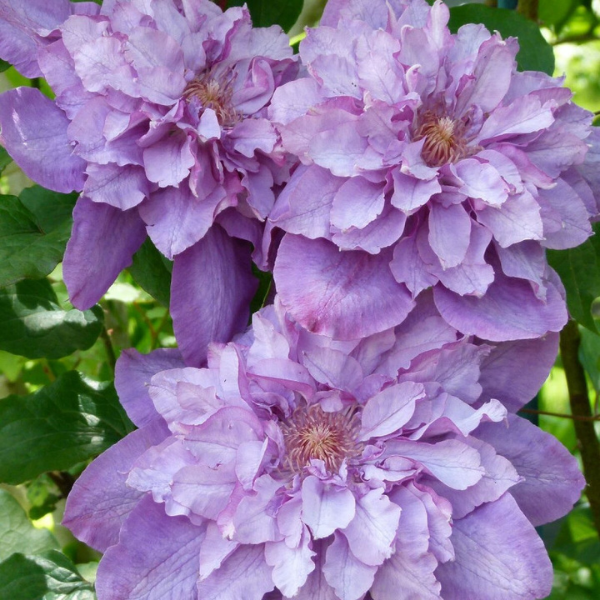 Clematite 'Vyvyan Pennell' - Clematis 'Vyvyan Pennell'