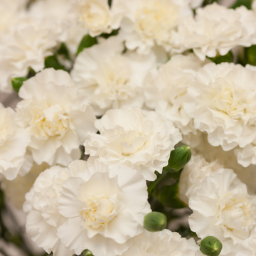 Œillet sunflor blanc -  ‘Sunflor Edberg'