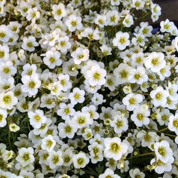 Saxifrage Arendsii Touran Blanc - Saxifraga Arendsii Touran White