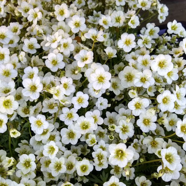 Saxifrage Arendsii Touran Blanc - Saxifraga Arendsii Touran White