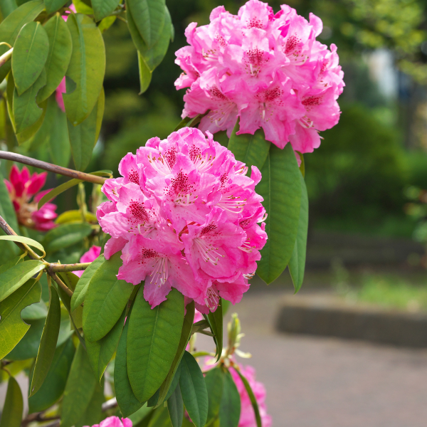 Rhododendron 'Etoile de Sleidinge' - Rhododendron 'Etoile de Sleidinge'