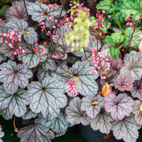 Heuchère Mix