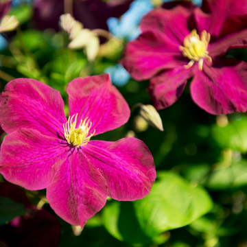 Clématite Grandes Fleurs