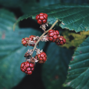 Mûre sans épines 'Chester Thornless' - Rubus fruticosus Thornfree 'Chester Thornless'