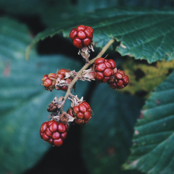 Mûre sans épines 'Chester Thornless' - Rubus fruticosus Thornfree 'Chester Thornless'