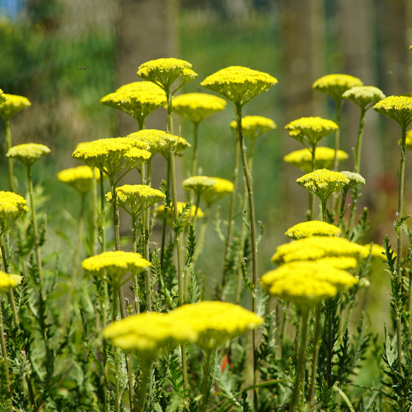 Achillée 'Cloth Of Gold' - Achillea fillipendulina 'Cloth Of Gold'