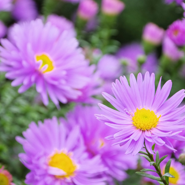 Aster Grand D'Automne 'Patricia Ballard' - Aster Novi-Belgii 'Patricia Ballard'