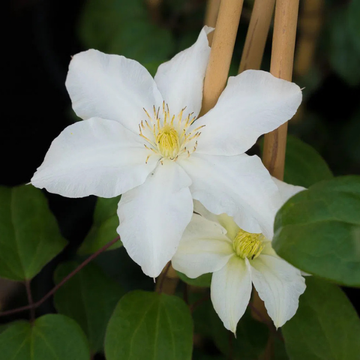 Clematis Patens Sylvia Denny