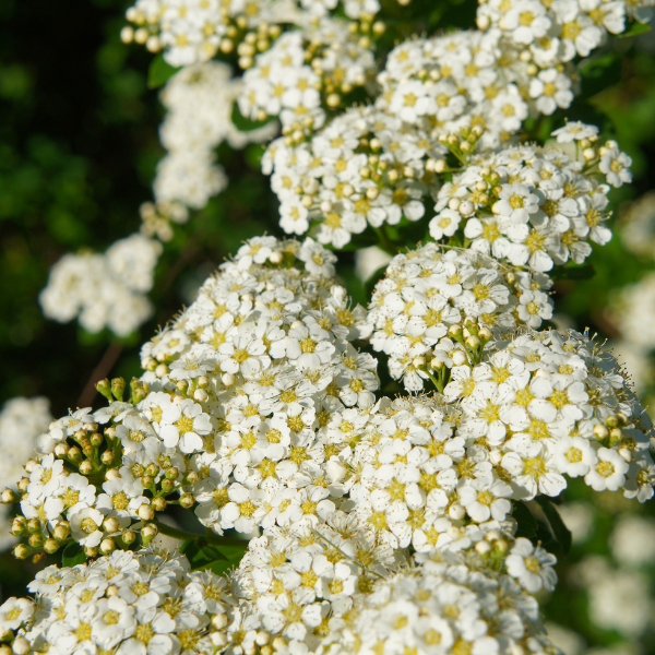 Spirée du Japon 'Snowmound' - Spiraea nipponica 'Snowmound'