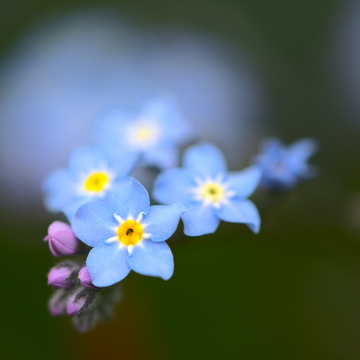 Myosotis 'Savoie Blue' - Myosotis sylvatica 'Savoie Blue