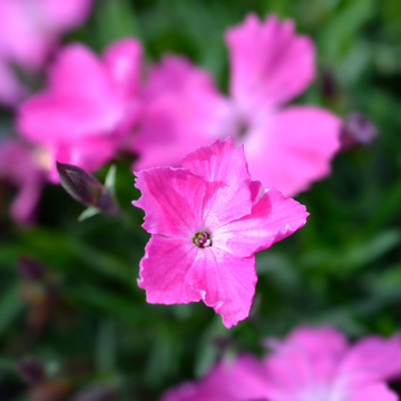 Oeillet 'Kahori' - Dianthus 'Kahori'