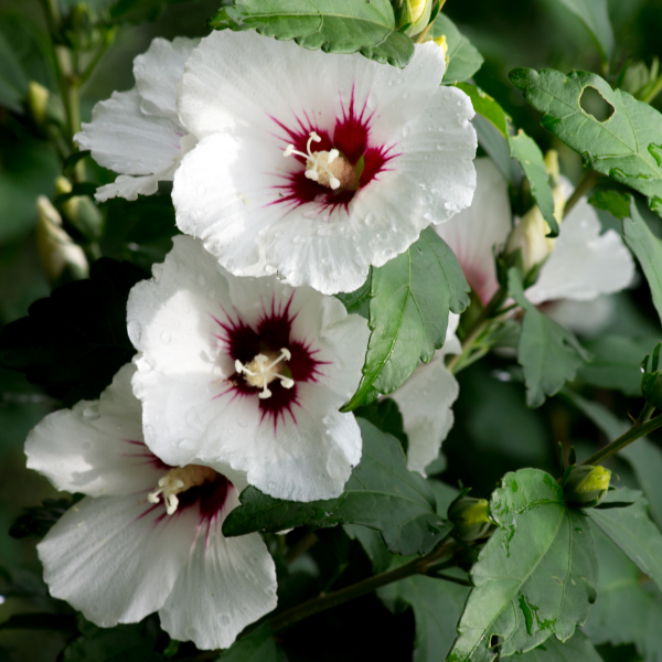 Mauve en arbre 'Red Heart' - Hibiscus syriacus 'Red Heart'