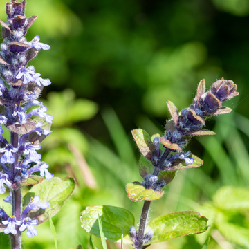 Bugle rampant 'Black Scallop' - Ajuga reptans 'Black Scallop'