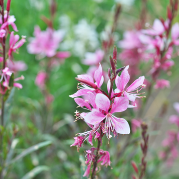 Gaura lindheimeri 'Rosy Jane' - Gaura lindheimeri 'Rosy Jane'