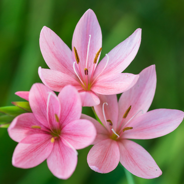 Lis des cafres rose - Hesperantha (Schizostylis) coccinea mrs hegar