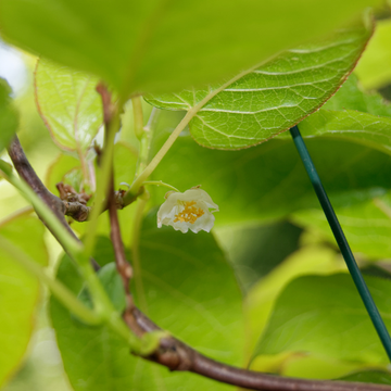 Kiwi, Kiwai mâle 'Issai' - Actinidia arguta 'Issai'
