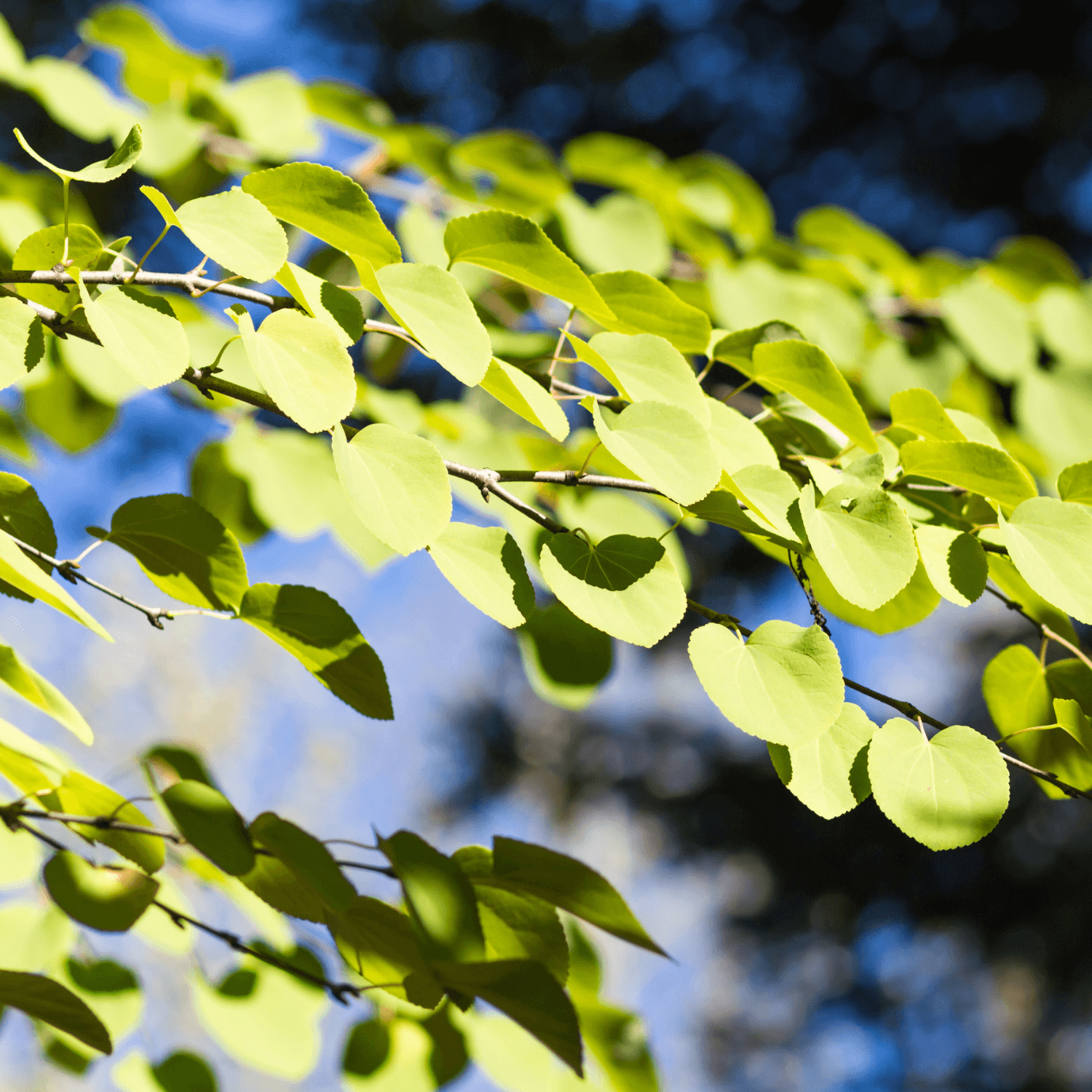 Arbre à caramel - Cercidiphyllum japonicum - FLEURANDIE